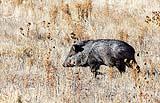 Javelina Bosque New Mexico Dec 2021